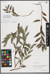 Foto von Salix purpurea L.